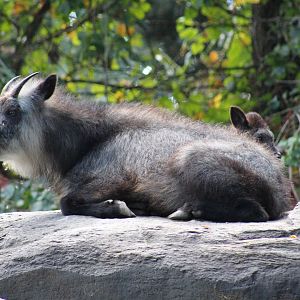 Japanese Serow
