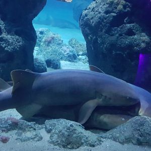 Pile of Nurse-sharks