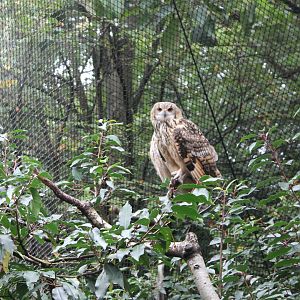 Indian eagle-owl