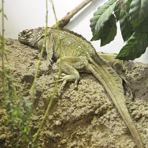 Philippine sail-fin lizard