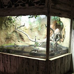 Turtle - Sail-fin lizard enclosure