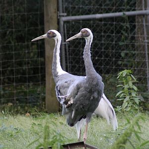 White-Naped Cranes