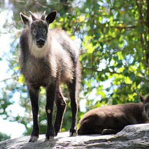Japanese Serow