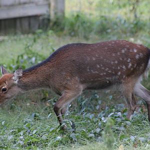Japanese Sika Deer