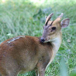 Reeves's Muntjac