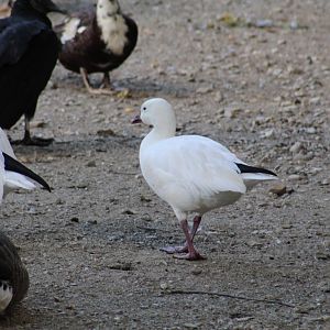 Snow Goose
