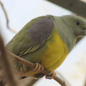 Bruce green-pigeon