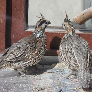 Crested bobwhites