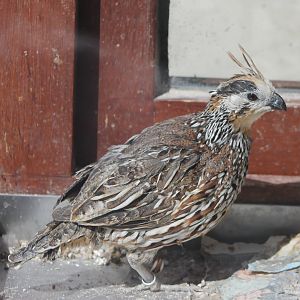 Crested bobwhite