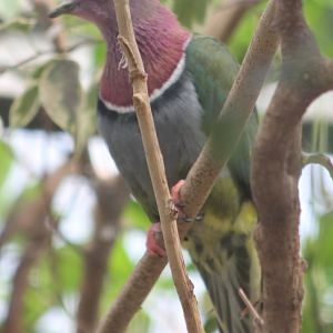 Pink-headed fruit-dove
