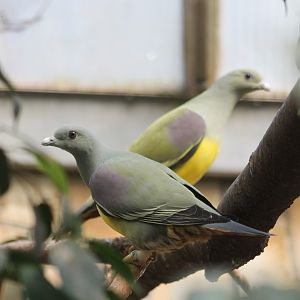 Pair of Bruce green-pigeons