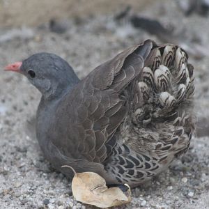Tataupa tinamou