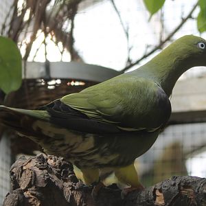 African green-pigeon