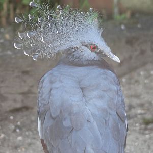 Victoria crowned pigeon