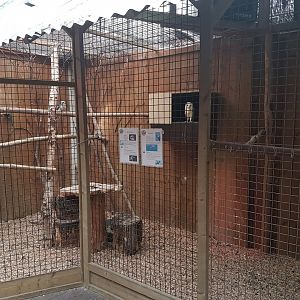Kookaburra - Barn-owl aviary