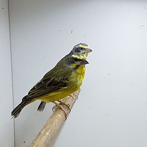 Yellow-fronted canaries