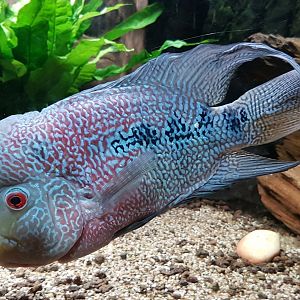 Cichlid