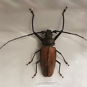 Callipogon armillatus