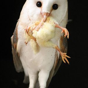 Barn owl