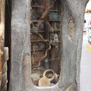 Enclosure Sinai spiny mouse