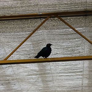 Free-flying Glossy starling