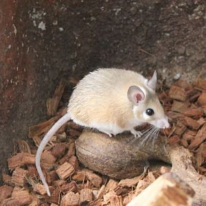 Sinai spiny mouse