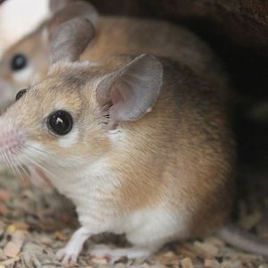 Sinai spiny mouse