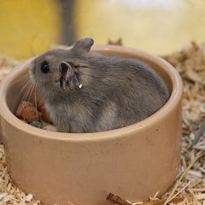 Dwarf hamster