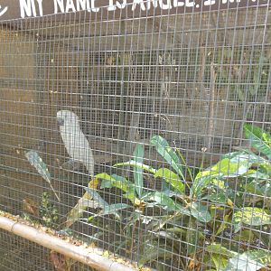 Yellow-Crested Cockatoo (Cacatua sulphurea)