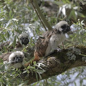 Cotton-top tamarin group