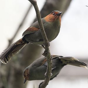 Red-faced liocichla pair