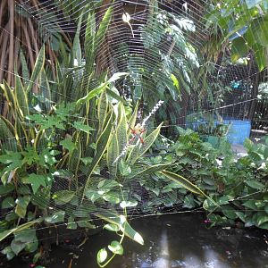 Some sort of spider over the carp pond - Identification help?