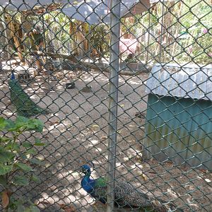 Indian peafowl (Pavo cristatus)