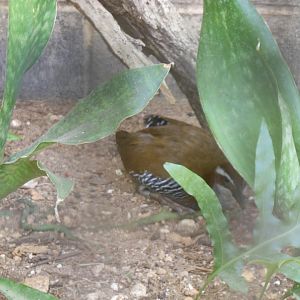 Guam Rail (Gallirallus owstoni)