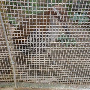 Guam Rail (Gallirallus owstoni)