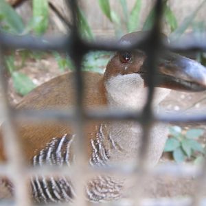 Guam Rail (Gallirallus owstoni)