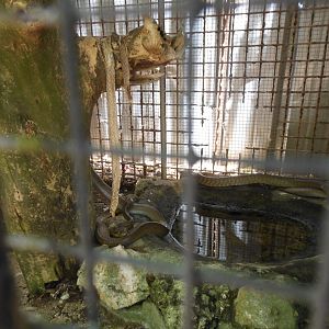 Brown Tree Snake (Boiga irregularis)