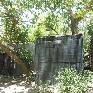 Collared dove enclosure