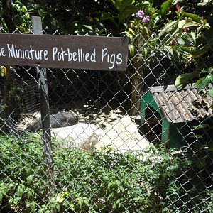 Vietnamese Miniature Pot-bellied Pig