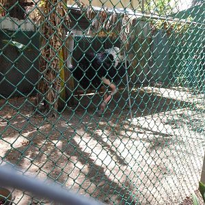 Ostrich (Struthio camelus)