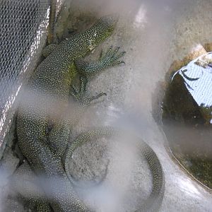 Mangrove Monitor (Varanus indicus)