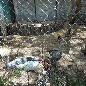 Grey Crowned Crane (Balearica regulorum)