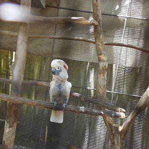 More Cockatoo