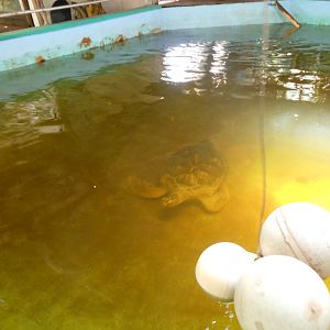 Green Sea Turtle (Chelonia mydas)