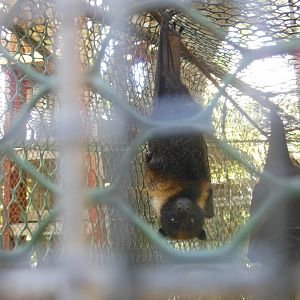 Mariana Fruit Bat (Pteropus mariannus)