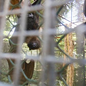 Mariana Fruit Bat (Pteropus mariannus)