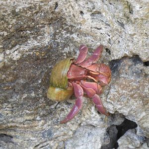 Hermit crab