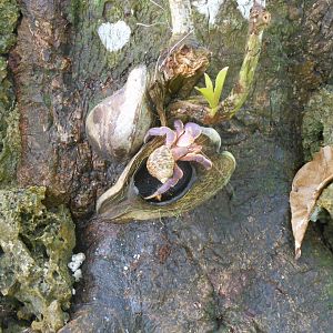 Hermit crab