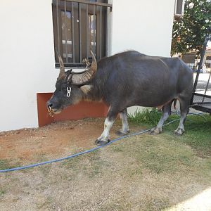 Carabao