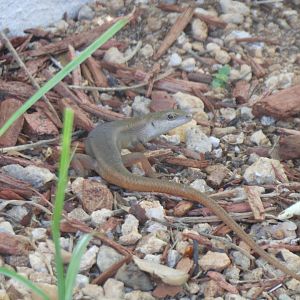 Carlia ailanpalai (?)